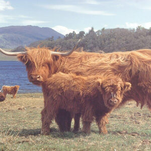 Highlanders 1000 Piece Puzzle